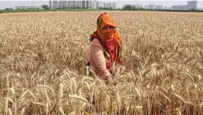 उच्च तापमान से गेहूं की फसल को नुकसान पहुंचने की आशंका नहीं उच्च तापमान से गेहूं की फसल को नुकसान पहुंचने की आशंका नहीं