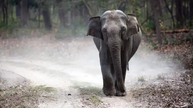 महराजगंज: हाथी से टकराई कार, महावत गंभीर रूप से घायल, चालक और हाथी को लेकर जानिये ये अपडेट