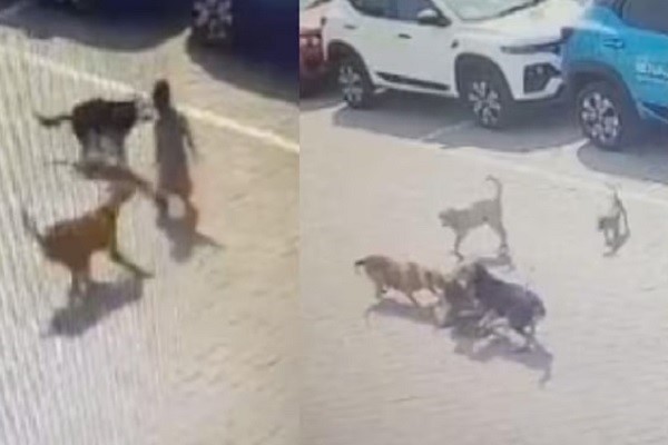 हरिद्वार में आवारा कुत्तों की झुंड ने चार साल के मासूम को नोंचकर जख्मी किया