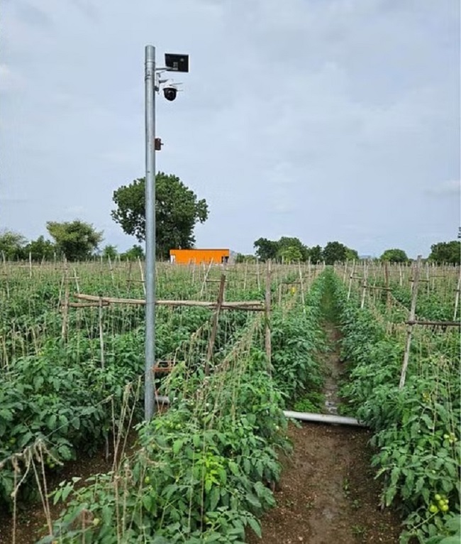Tomatoes Price: टमाटर बचाने के लिये किसान ने किया ये खास काम, जानिये चोरी से बचाव का ये खास उपाय