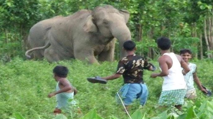 पीलीभीत में खेत से वापस लौट रहे ग्रामीणों पर हमलावर हुए हाथी, एक की मौत दो जख्मी