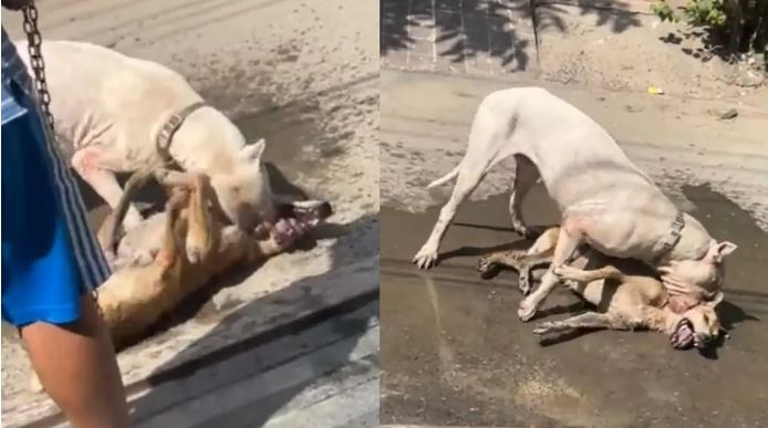 Noida: डोगो अर्जेंटीनो ने दबोची आवारा कुत्ते की गर्दन ,छटपटाता रहा स्ट्रीट डॉग, मालिक के खिलाफ मामला दर्ज