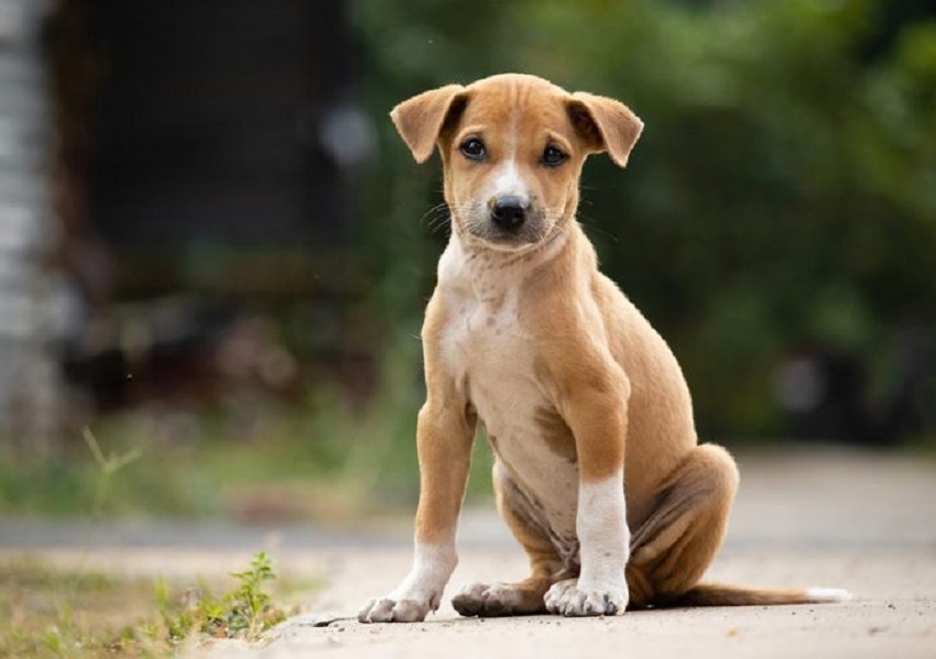 Uttar Pradesh: नोएडा में मादा कुत्ते से अप्राकृतिक कुकर्म, हैवान गिरफ्तार, जानिये हैरान करने वाला मामला