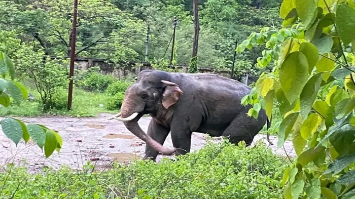 Elephant Attack: केरल में जंगली हाथियों का आतंक, बुजुर्ग को कुचलकर मार डाला