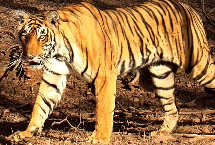 उत्तराखंड में बाघिन के पेट में फंसे तार को निकालने की कोशिश अंतिम चरण में