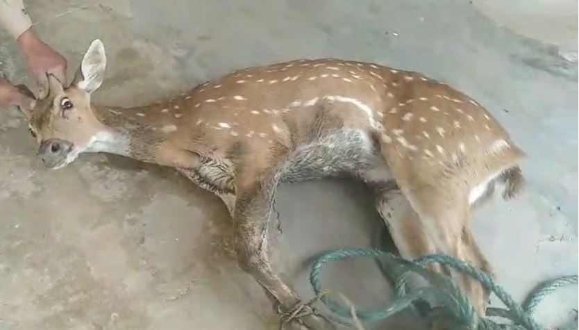 सोनभद्र: पानी कि तलाश में आया चीतल गहरे कुए में गिरा, जानिये ग्रामीणों ने कैसे बचायी जान