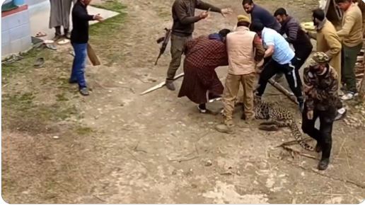 Viral Video: खुंखार तेंदुए ने वन्यजीव अधिकारी और दो महिलाओं पर बोला हमला, देखिये कैसे बची तीनों की जान