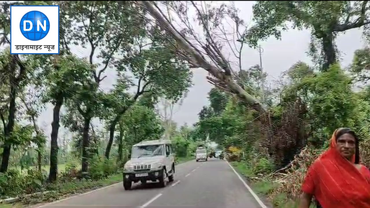 निचलौल मुख्य सड़क के बीचों-बीच लटका विशाल पेड़, हादसों को मिल रही दावत निचलौल मुख्य सड़क के बीचों-बीच लटका विशाल पेड़, हादसों को मिल रही दावत