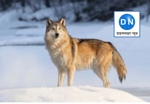 Wolf Attack in Mainpuri: भेड़िये का आतंक, सो रहे किशोर पर हमलाकर किया घायल