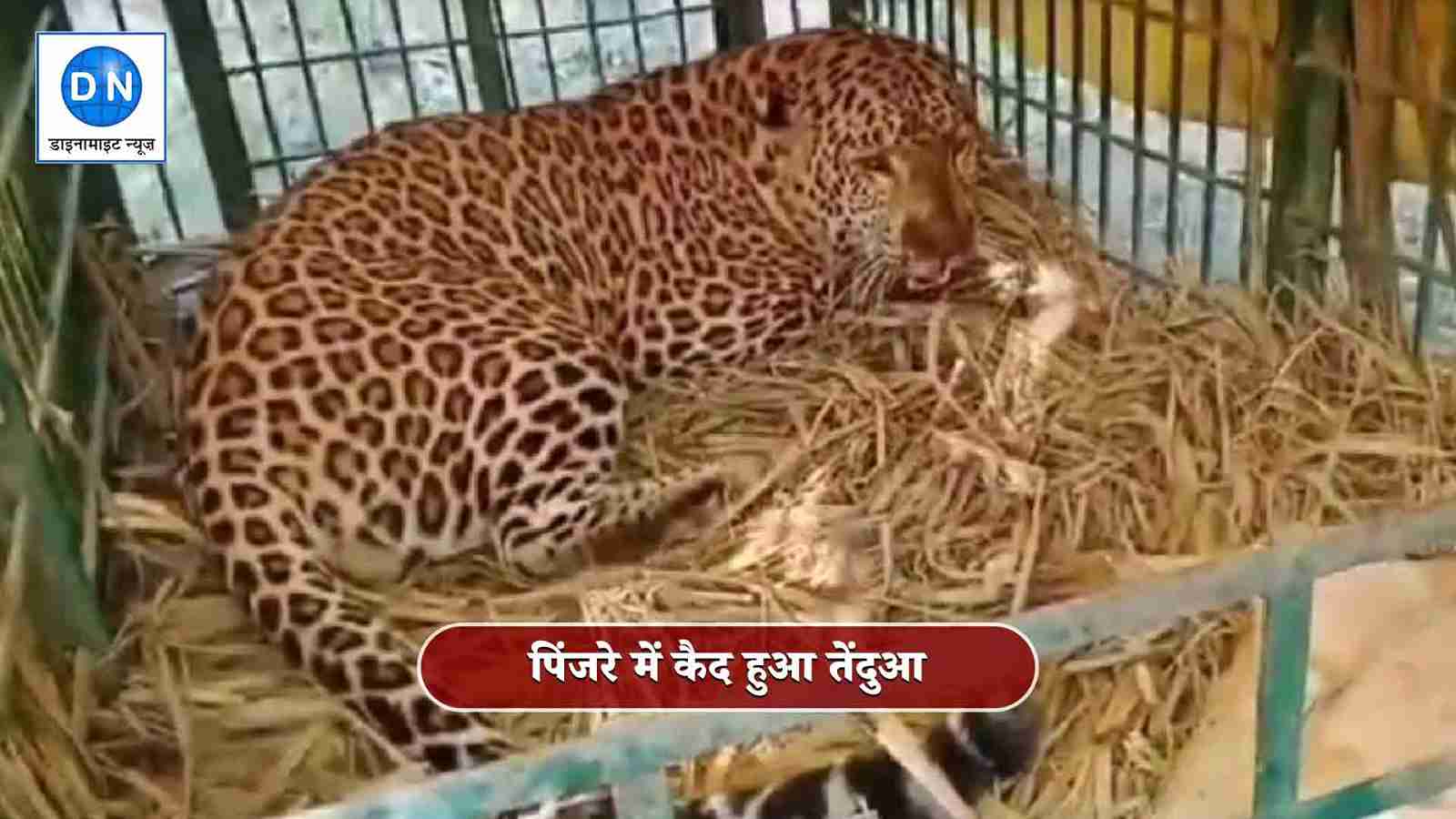 Lakhimpur Kheri Leopard Terror: आतंक का पर्याय बना तेंदुआ हुआ पिंजरे में कैद
