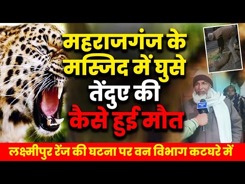 VIDEO: लक्ष्मीपुर रेंज में तेंदुए ने कई लोगों को किया घायल, मस्जिद में मौत पर बड़ा खुलासा