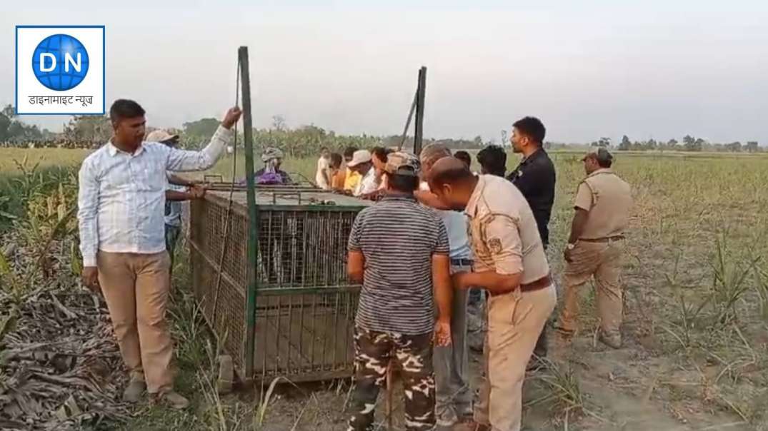 महराजगंज में तेंदुए का आतंक, 24 घंटे से ज्यादा चला रेस्क्यू ऑपरेशन फेल, जानिये आगे का ये प्लान महराजगंज में तेंदुए का आतंक, 24 घंटे से ज्यादा चला रेस्क्यू ऑपरेशन फेल, जानिये आगे का ये प्लान