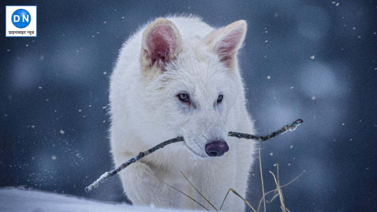 Dire Wolves: Science का चमत्कार! हजारों साल पहले विलुप्त हुए भेड़िए की प्रजाति को किया जिंदा