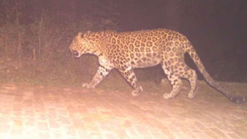 Leopard Terror in Varanasi