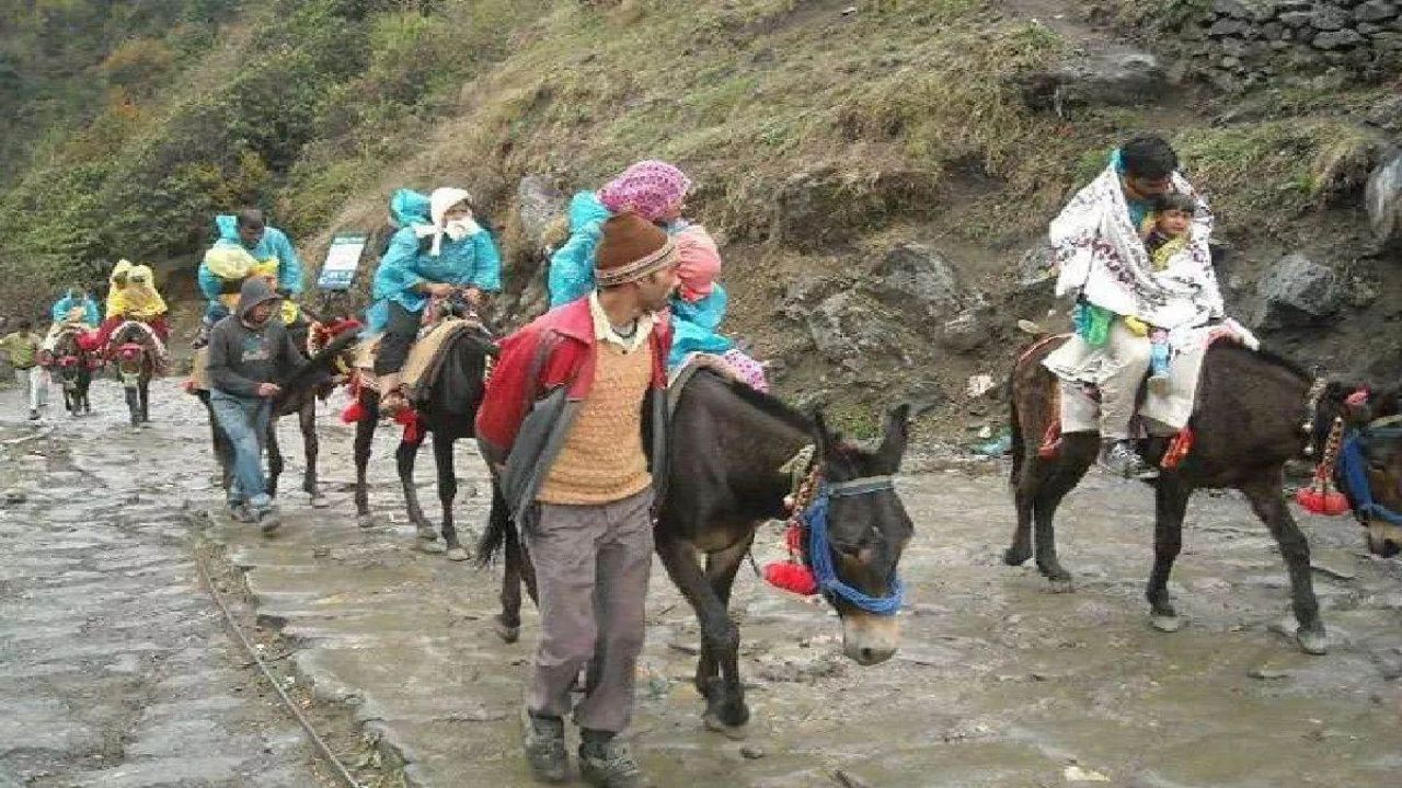 केदारनाथ यात्रा में घोड़े-खच्चरों की रहस्यमयी मौत से हड़कंप, संचालन अस्थायी रूप से 24 घंटे के लिए बंद केदारनाथ यात्रा में घोड़े-खच्चरों की रहस्यमयी मौत से हड़कंप, संचालन अस्थायी रूप से 24 घंटे के लिए बंद