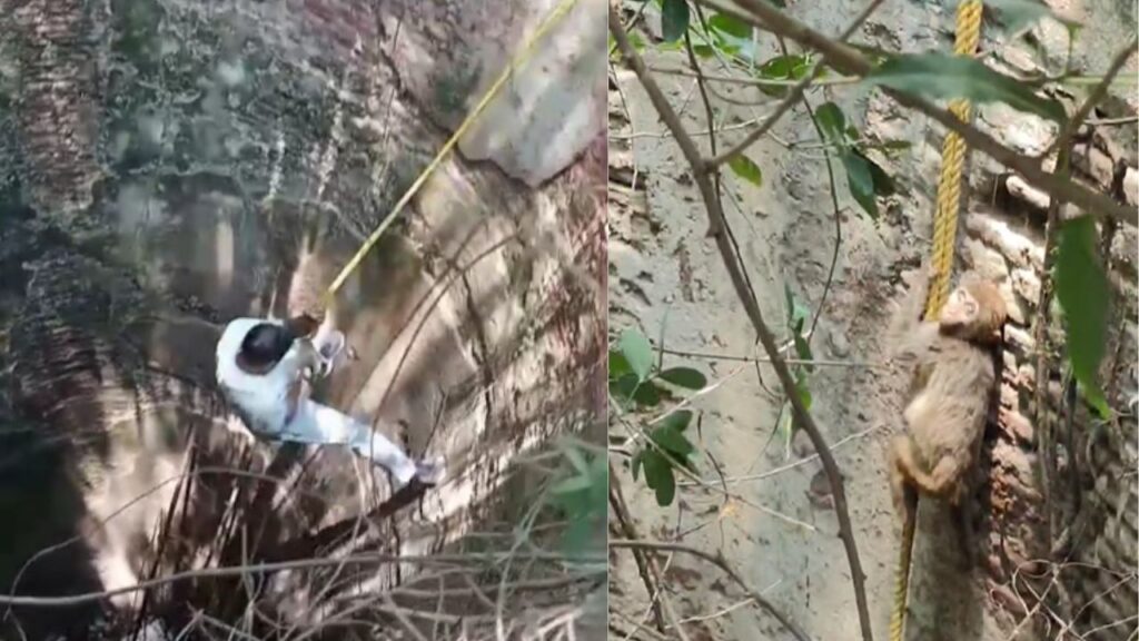 कुएं में फंसा बंदर का बच्चा ( सोर्स - रिपोर्टर )