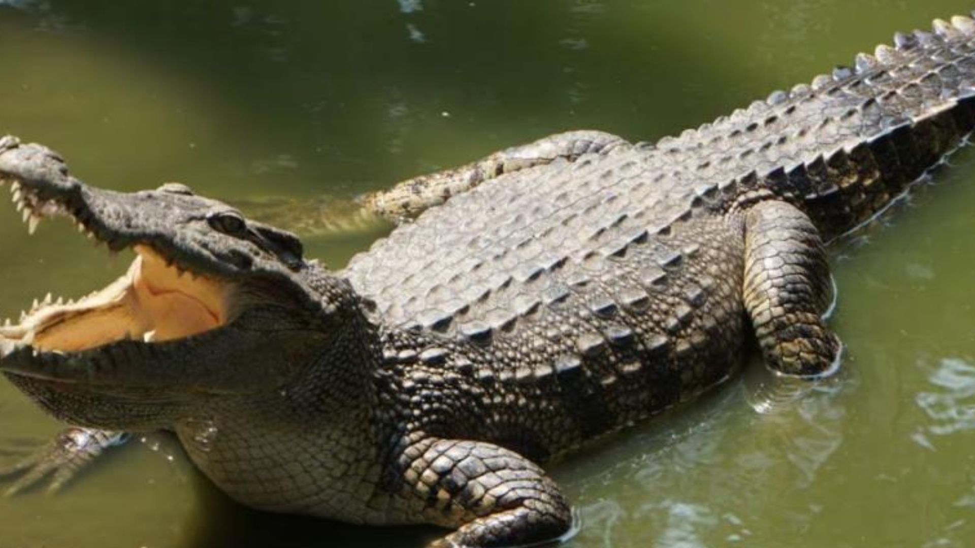 Barabanki News: बाराबंकी में घड़ियाल का हमला,1 युवक घायल,अस्पताल में भर्ती