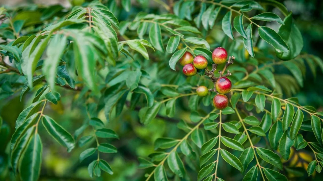Curry leaves are the remedy for strong hair (Source-Internet)