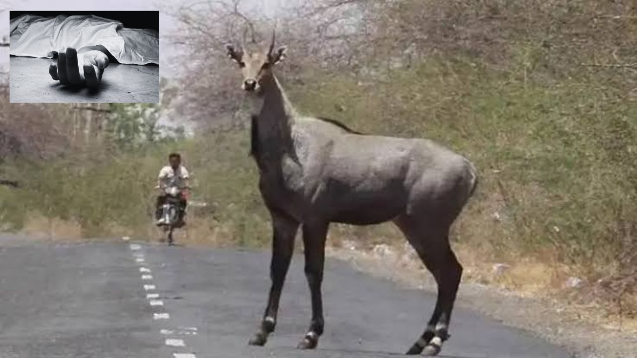 Raebareli News: नीलगाय से टकराई बाइक, हादसे में प्रधान प्रतिनिधि के बेटे की मौत, जानें पूरा मामला