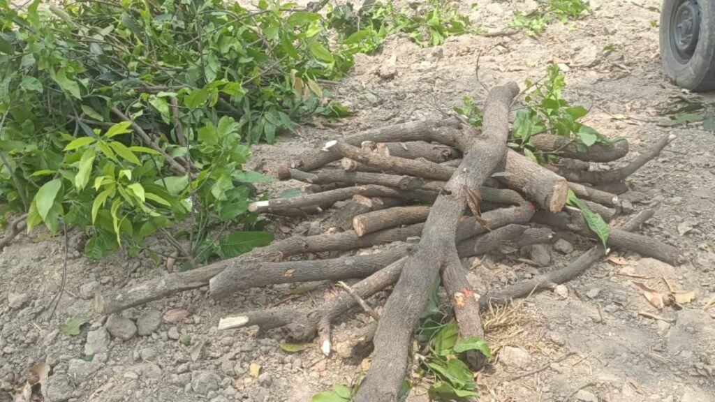 mango trees
