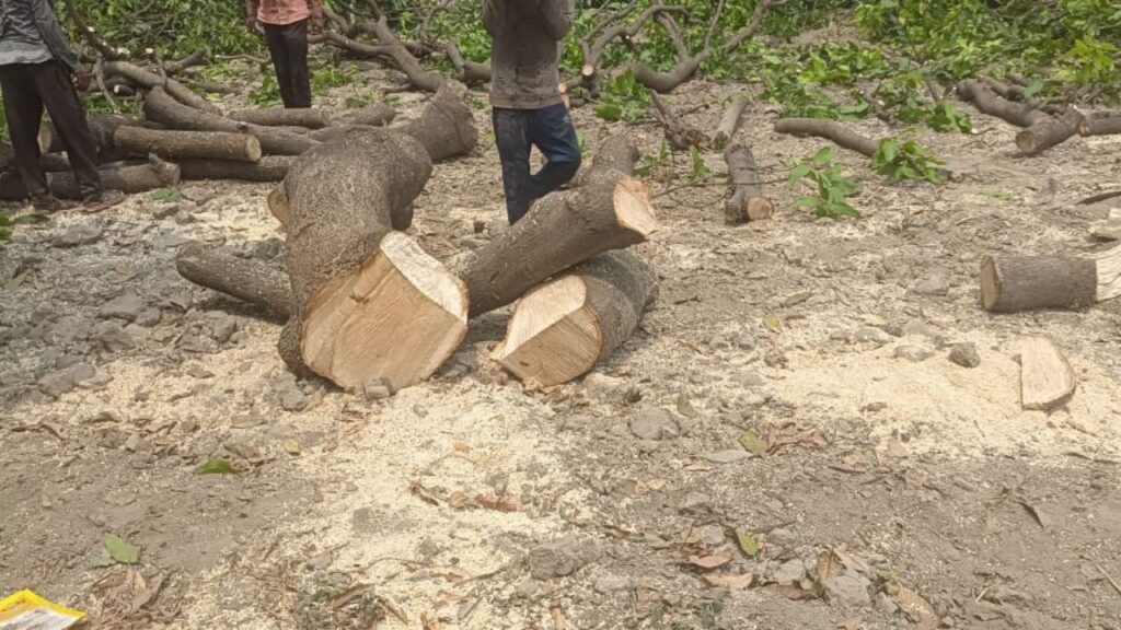Illegal felling of mango trees