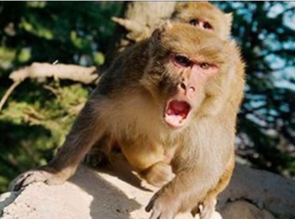 Gorakhpur Monkey Attack: सिरफिरे बंदर का आतंक: एक हफ्ते में 12 बच्चे घायल, प्रशासन अब भी बेखबर