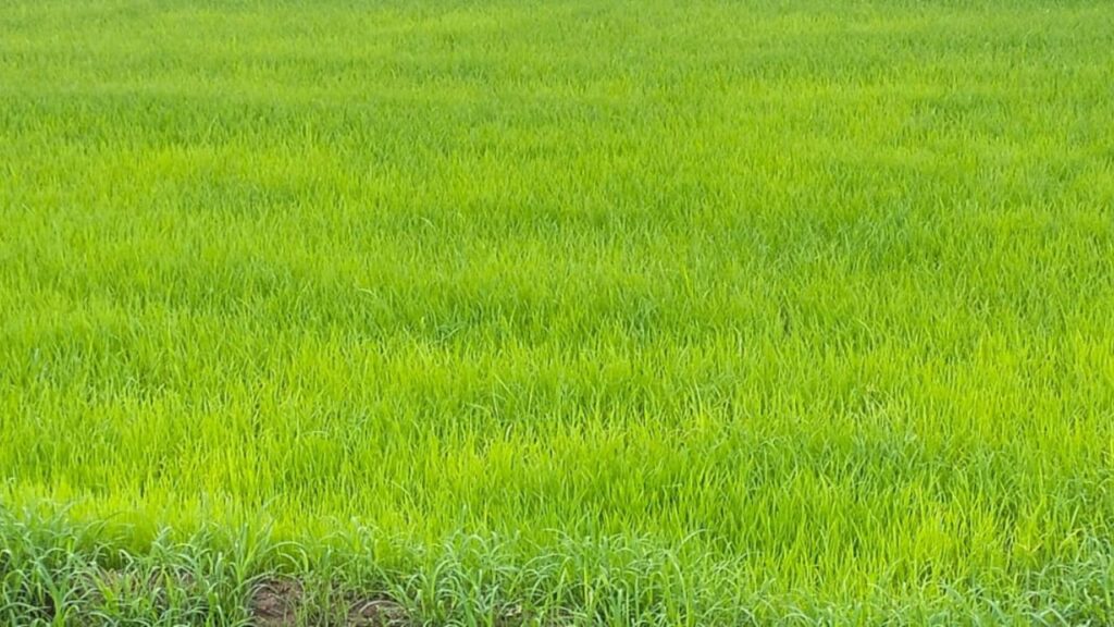 Rain in Lakhimpur Kheri