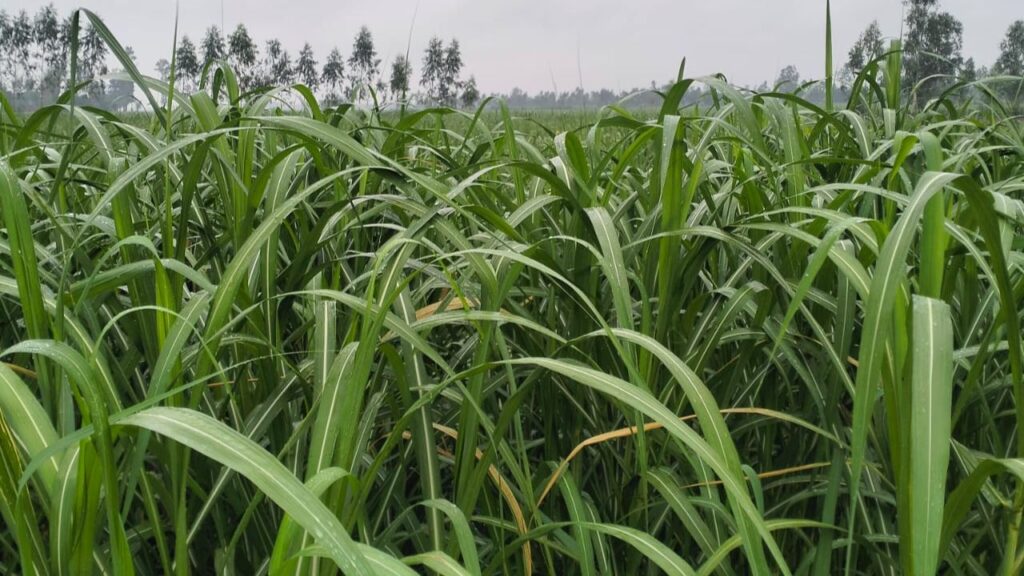 Rain in Lakhimpur Kheri