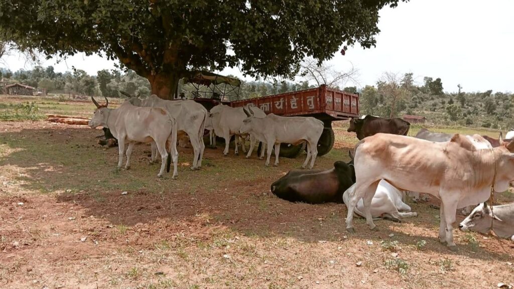 Smuggling racket busted in  Sonbhadra