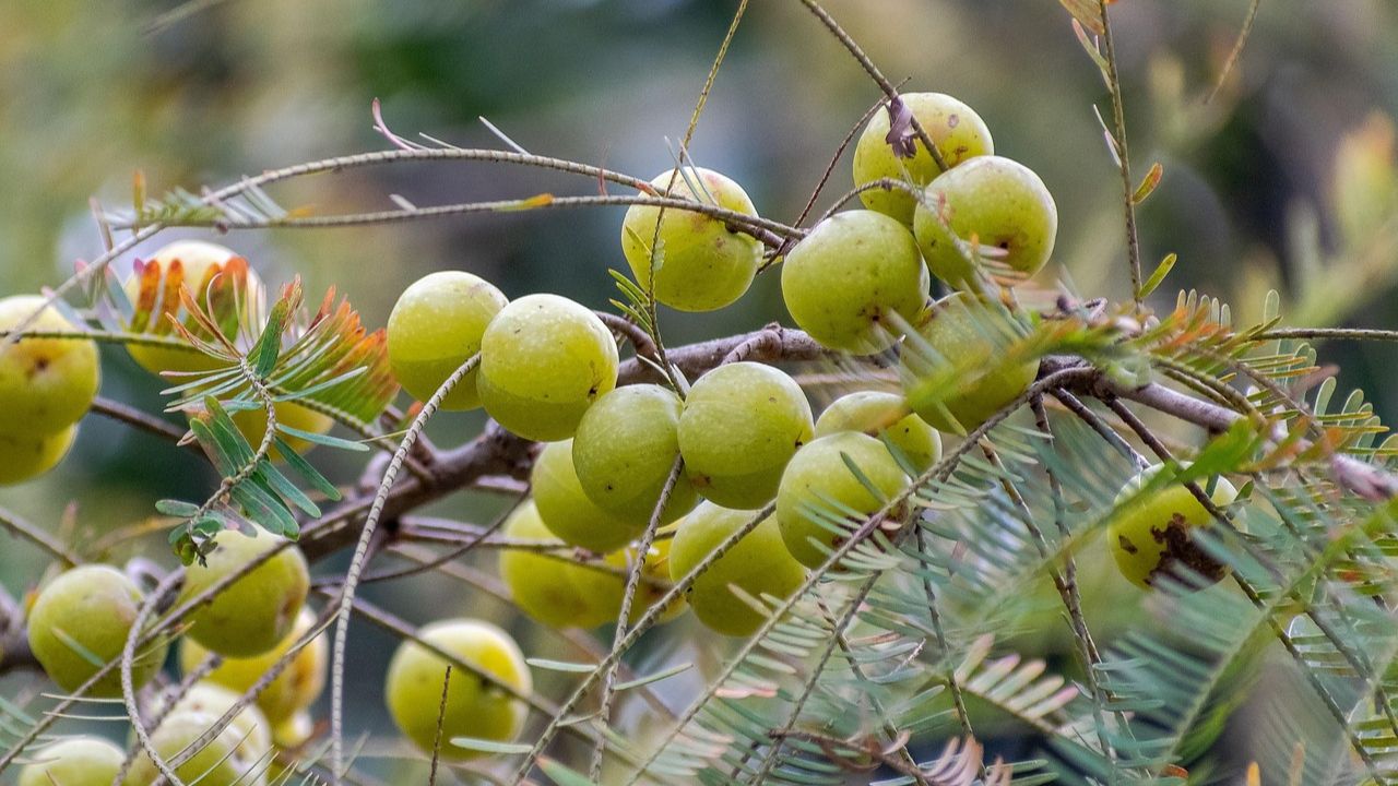 Benefits of Amla Juice (Img: Freepik)