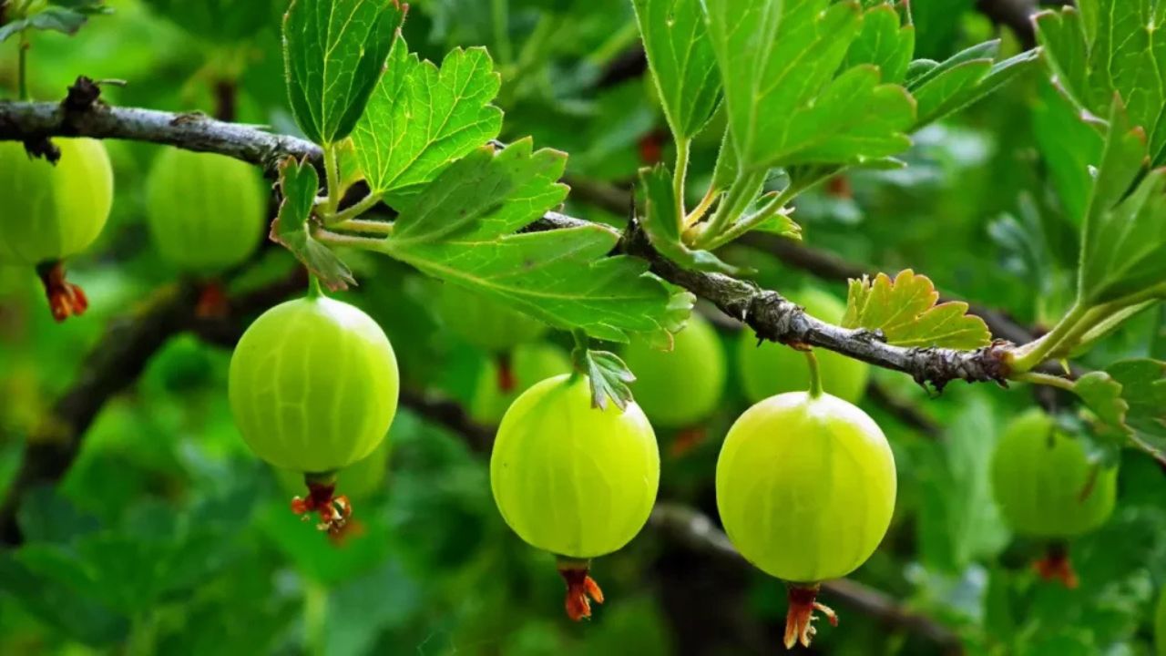 Amla (Source-Google)