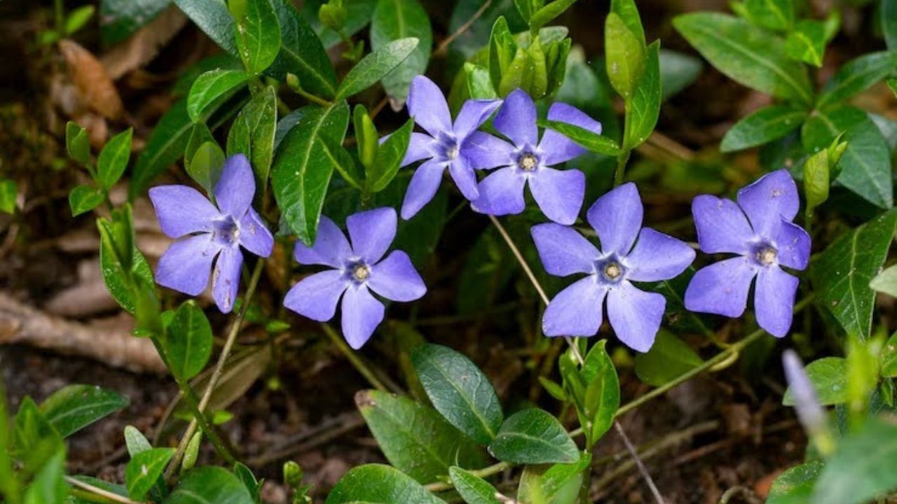 Periwinkle flowers (Source-Google)