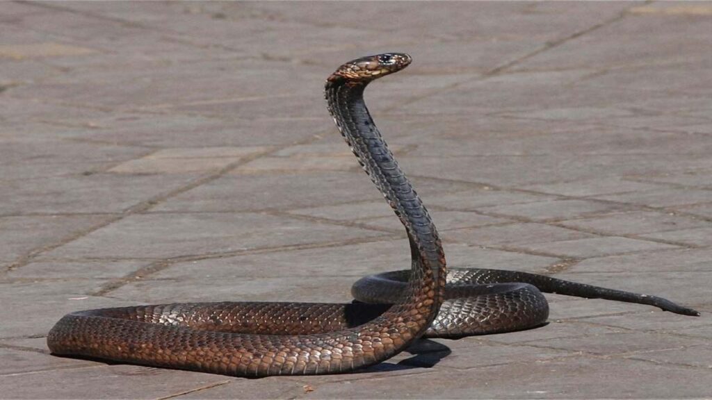 सांप काटने से 3 की मौत