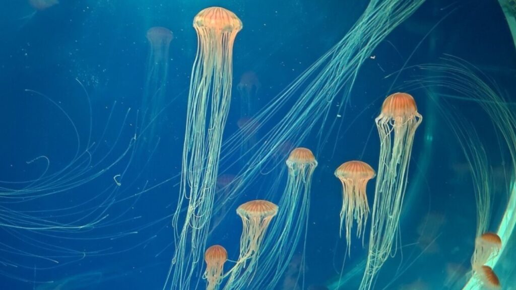 Jellyfish stop Nuclear Power France