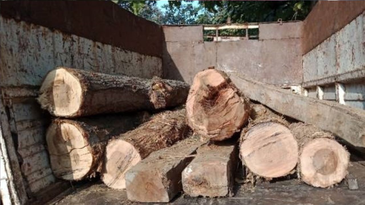 Maharajganj News: साखू लकड़ी की तस्करी पर वन विभाग का शिकंजा, 35 चिरान बरामद, चालक मौके से फरार