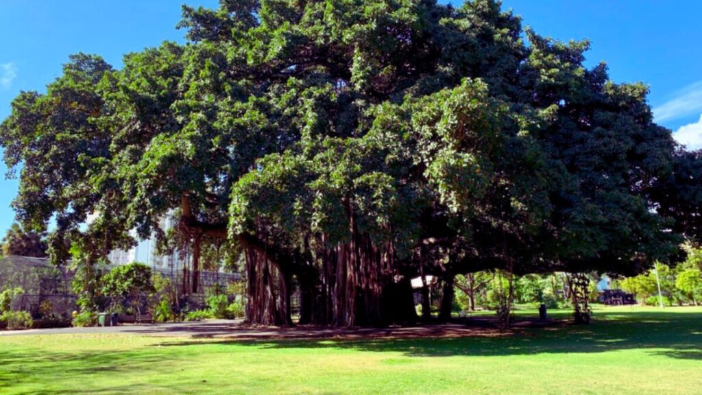 Supernatural beliefs of banyan tree (Img: Google)
