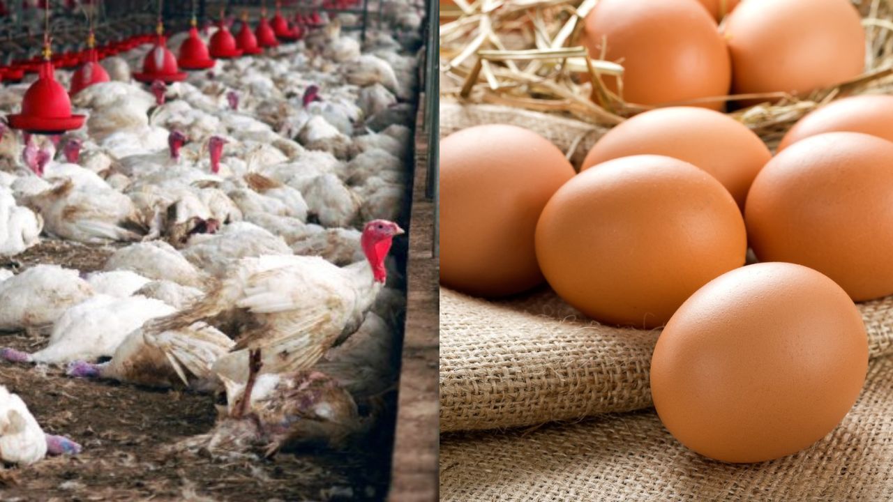 Bird flu devastated American poultry industry