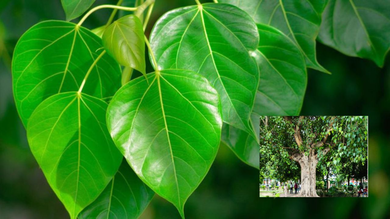 Importance of Peepal (Img: Google)