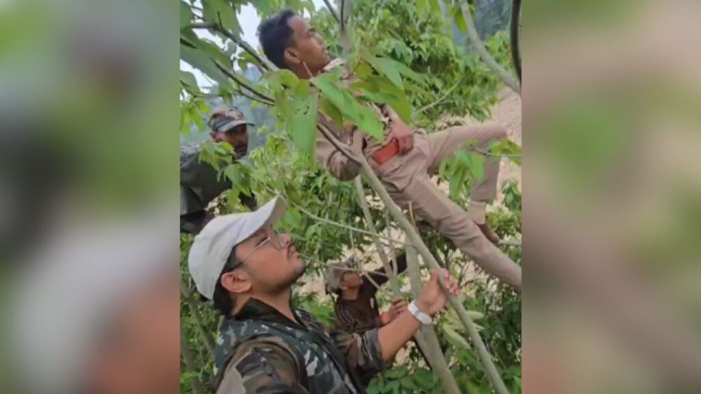 पेड़ पर चढ़े वनकर्मी