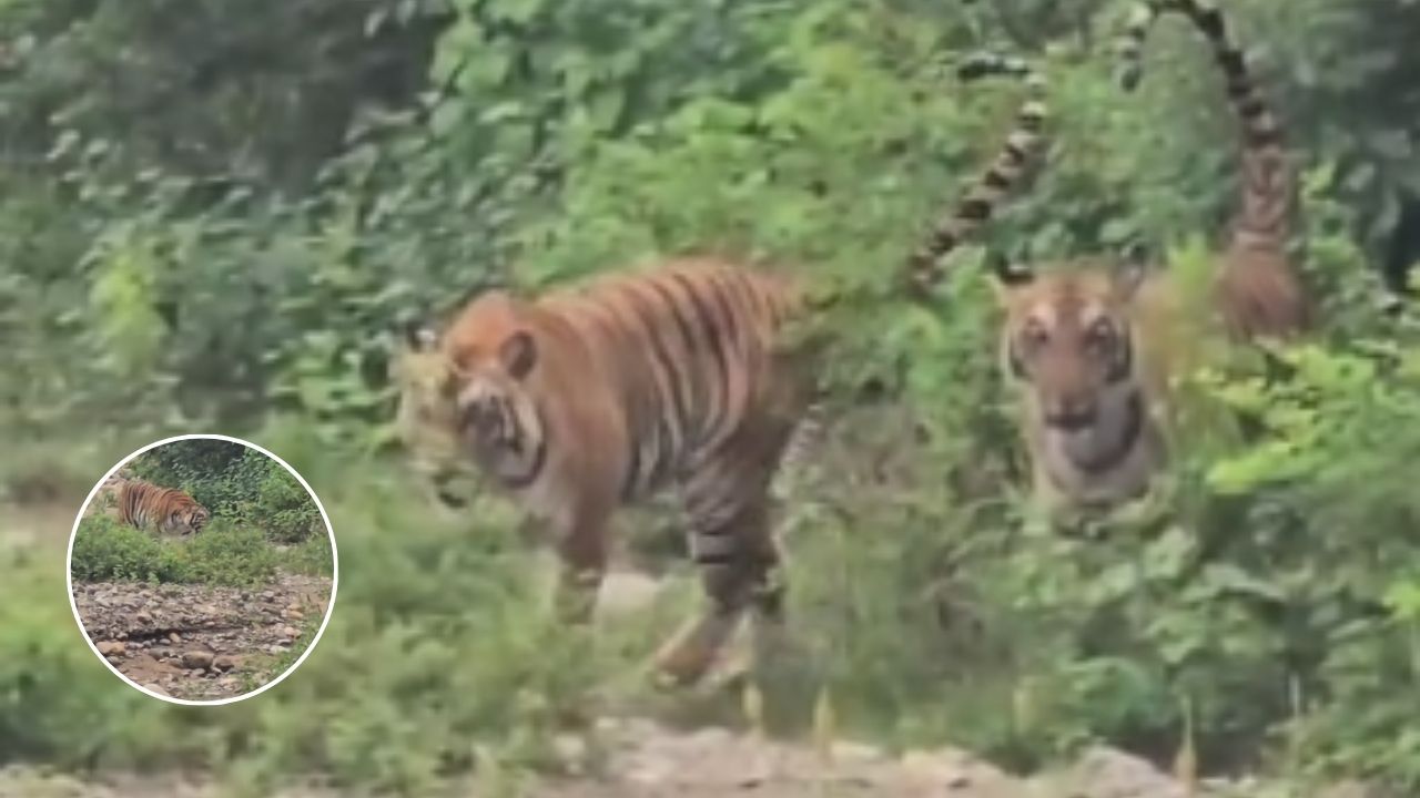 रामनगर वनप्रभाग में टाइगर्स से अचानक सामना: वनकर्मियों की बहादुरी ने टाली बड़ी दुर्घटना