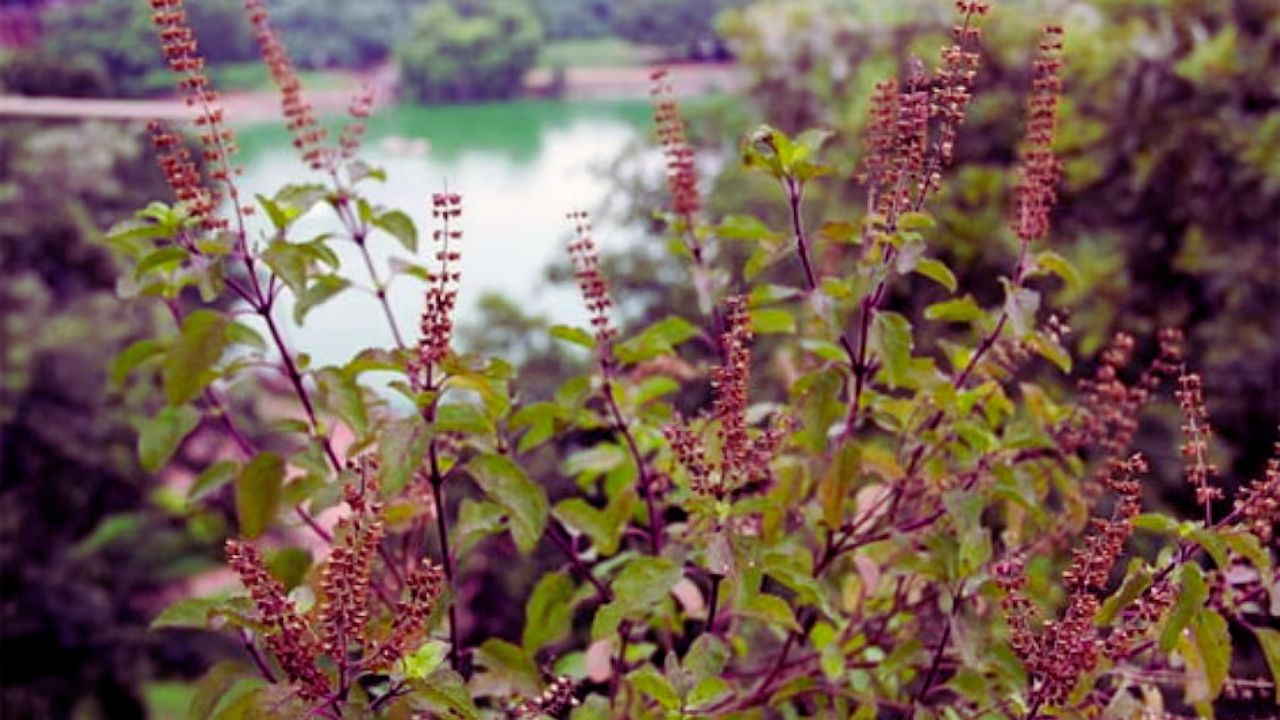 Tulsi 