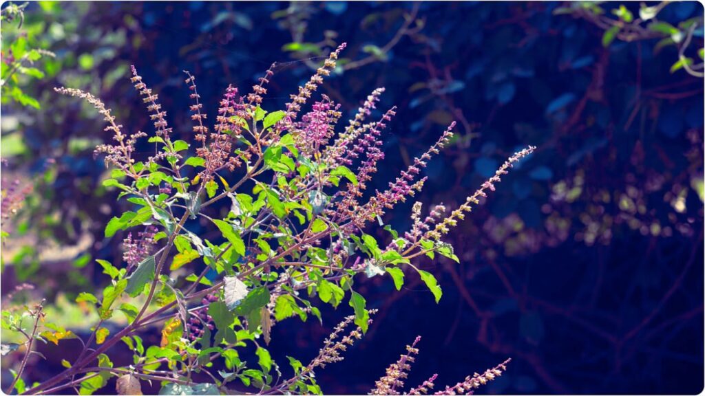 Tulsi