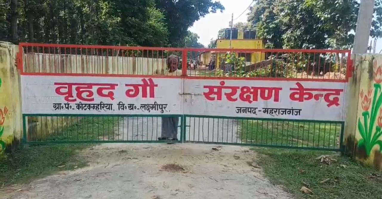 Video: लक्ष्मीपुर कोट-कम्हरिया गौसदन का हाल, ग्राउंड जीरो से देखिये जमीनी हकीकत किस तरह 208 गौवंश हो रहा संरक्षण?