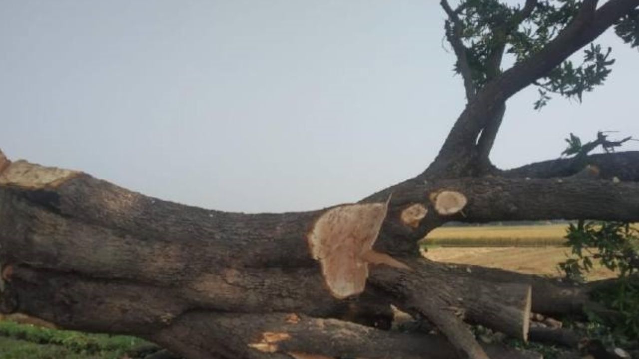 Barabanki News: जहांगीराबाद में हरे पेड़ों की कटाई से हड़कंप, पुलिस और वन विभाग पर लगा ये आरोप Barabanki News: जहांगीराबाद में हरे पेड़ों की कटाई से हड़कंप, पुलिस और वन विभाग पर लगा ये आरोप