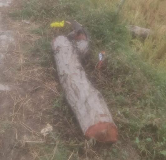 Wood Smuggling: सड़क के किनारे मिली कीमती लकड़ी, तस्करी की जांच जुटा वन विभाग