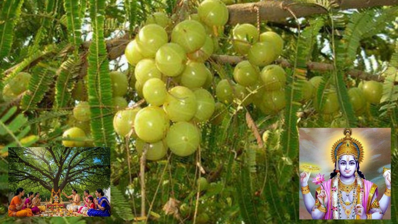 आंवला नवमी 2025: इसे क्यों कहा जाता है अक्षय नवमी? जानें पूजा का शुभ मुहूर्त, विधि और पौराणिक कथा