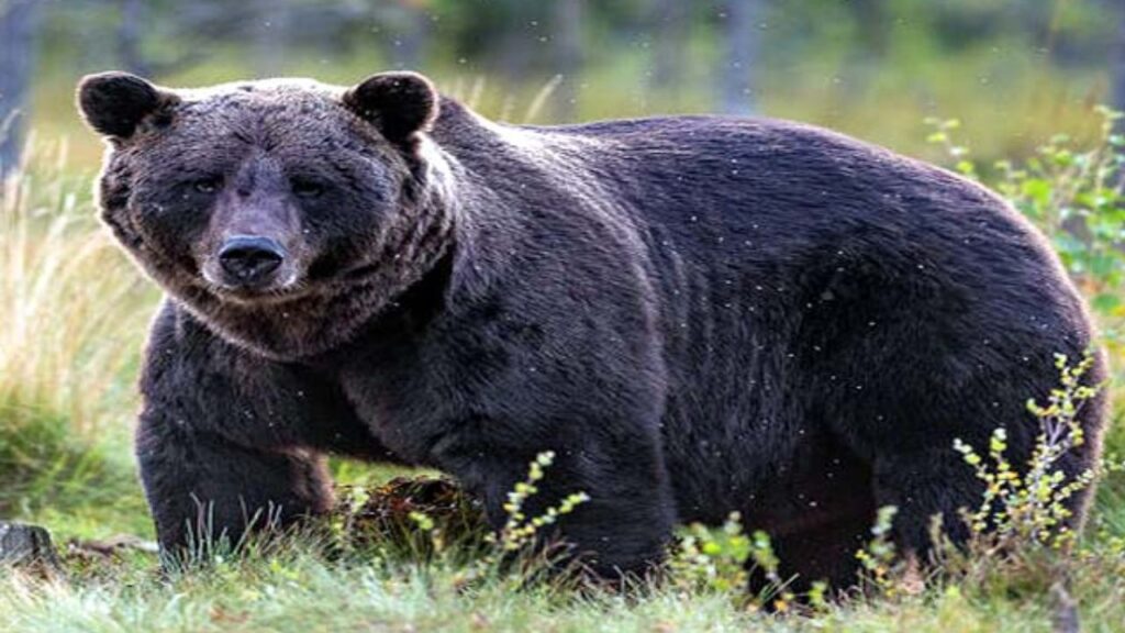Bear Attack