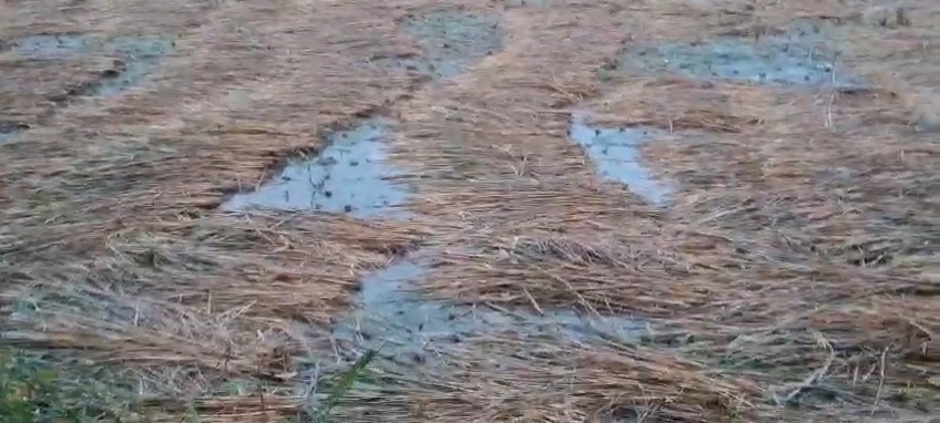 UP News: रायबरेली में बरसात से किसानों का हुआ बुरा हाल, कर दी ये बड़ी मांग