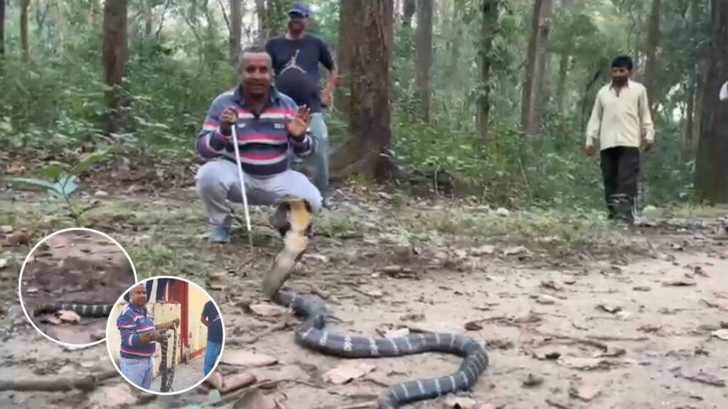 Dangerous King Cobra enters populated area