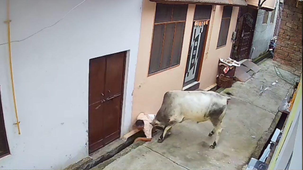 Muzzafarnagar Attack: मुजफ्फरनगर में आवारा सांड का आतंक; दो लोगों पर किया हमला
